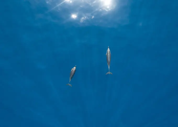 Aerial view of few dolphin swimming in the Mediterranean Sea off the Spanish coasts. Spain.