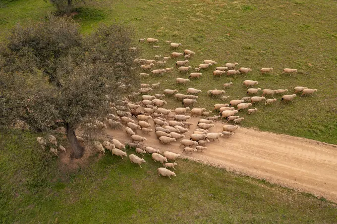 Aerial view of a flock of sheep in Albernoa countryside, Beja, Portugal.