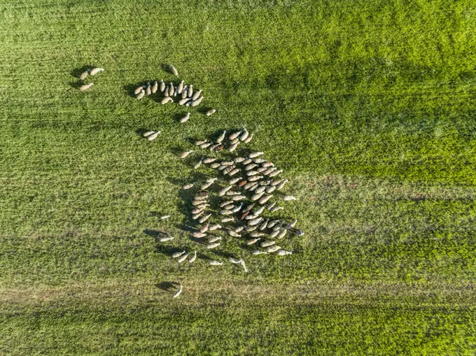 Aerial view of a shepherd and grazing flock of sheep at beautiful Karditsa region, Greece