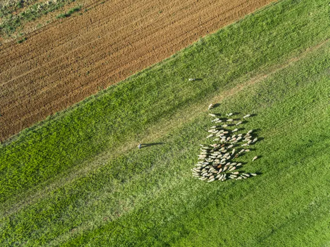 Aerial view of a shepherd and grazing flock of sheep at beautiful Karditsa region, Greece