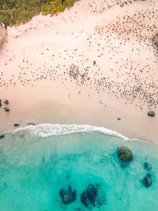 Aerial view of natural reserve penguins watching at Foxy Beach, South Africa.