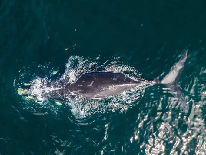 Aerial view of southern right whale, Eubalaena australis, from above over blue Atlantic Ocean in Cape Town, South Africa