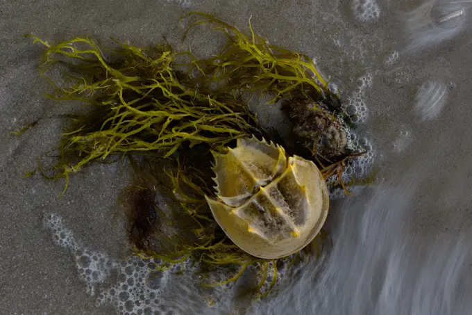 View of an Atlantic horseshoe crab (Limulus Polyphemus) along Indian River Lagoon shoreline, Sebastian, Florida, United States.