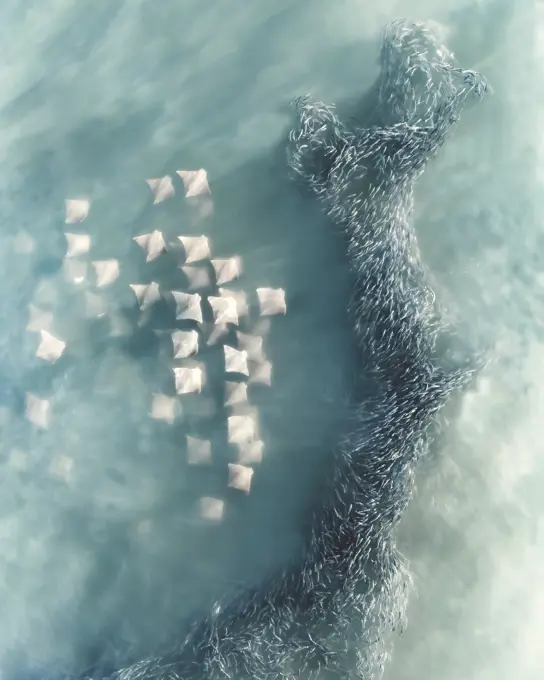 Aerial view of Manta Rays swimming in open waters with a shoal of fish along the coral reef, Australia.