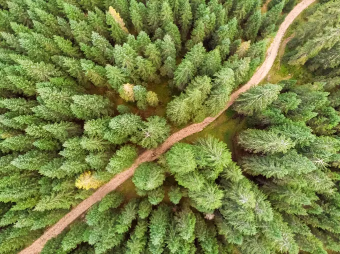 Aerial view above countryside road crossing pine forest in Slovenia.