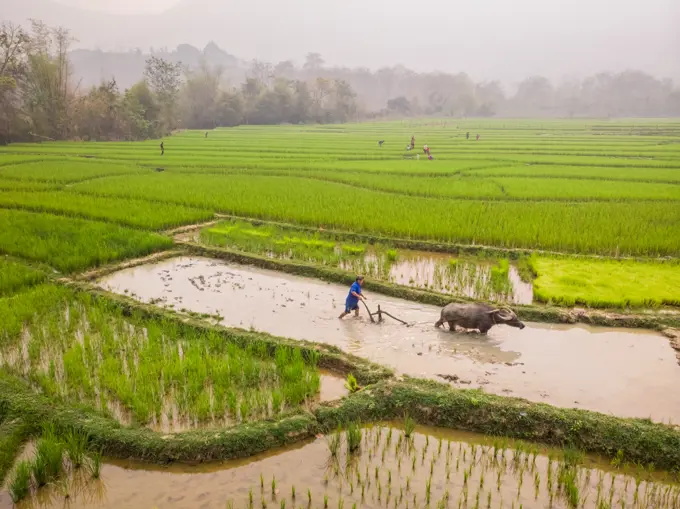 Aerial view of people working in farm together with animals, beautiful view of rice plantation field in Luang Prabang District, Laos.