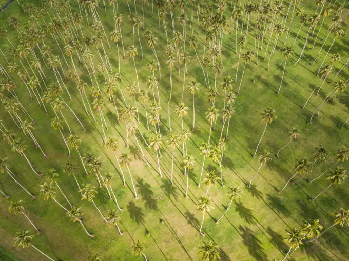 Aerial view of a forest of palm trees on Tahiti coast, French Polynesia.