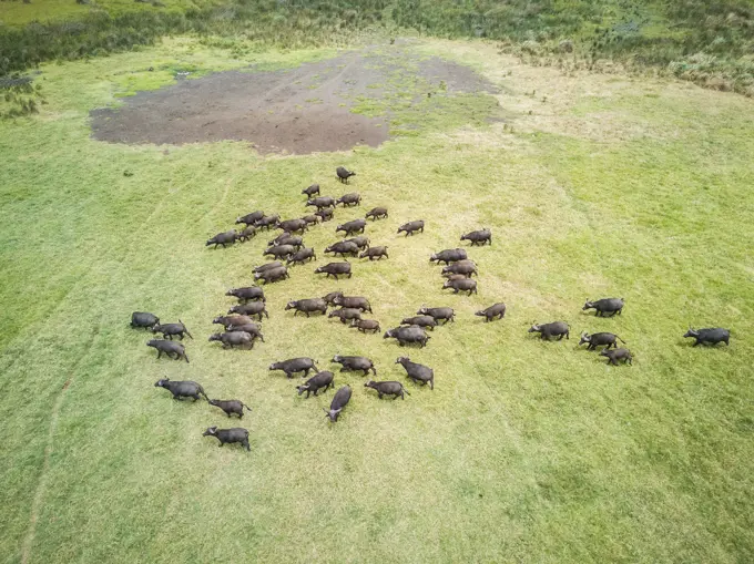 Aerial view of a buffalo herd in Tanzania.