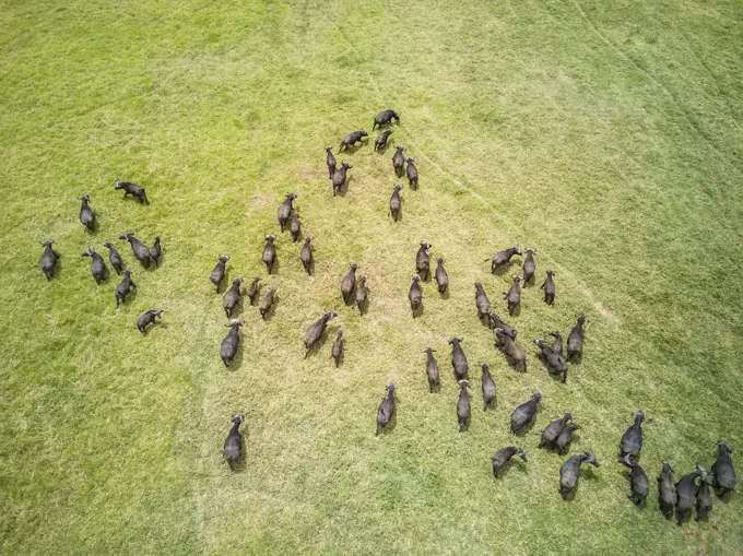 Aerial view of a buffalo herd in Tanzania.