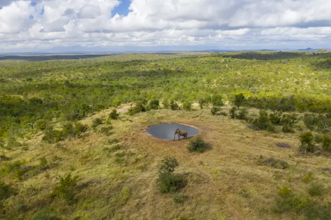 Aerial View of an elephant near a lake at Balule Nature Reserve, Maruleng NU, Limpopo, South Africa.