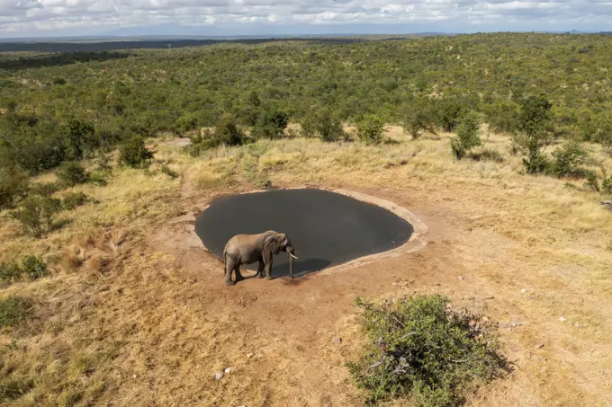 Aerial View of an elephant near a lake at Balule Nature Reserve, Maruleng NU, Limpopo, South Africa.