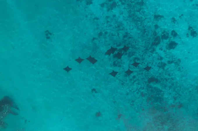 Aerial view of mantas swimming along the coast near Hauru beach, Moorea, French Polynesia.