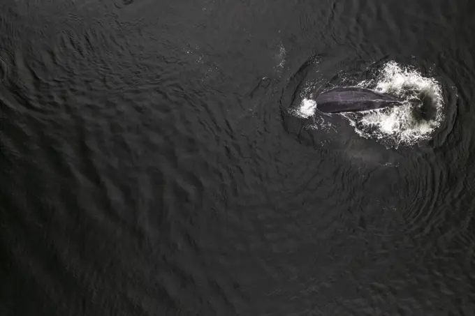 Aerial view of Killer Whales along the coast in Broad Bay, Unalaska, Alaska, United States.