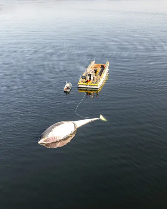 Aerial view of a boat rescuing a Whale, Unalaska, Alaska, United States.