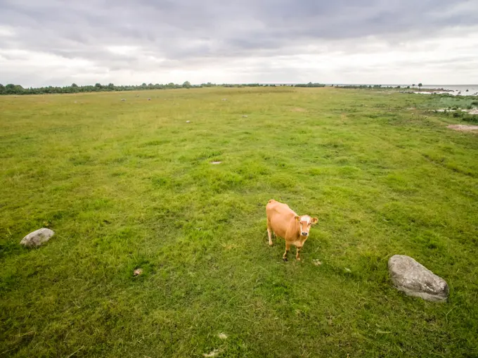 Aerial view of a cow alone in the meadow in Estonia.