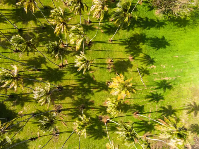 Aerial view of coconut palm trees, Papara, Tahiti, French Polynesia