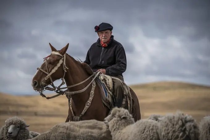 Punta Arenas, Chile - 06 February 2019: View of a typical and traditional Gaucho with his sheep herd in Patagonia, Chile.