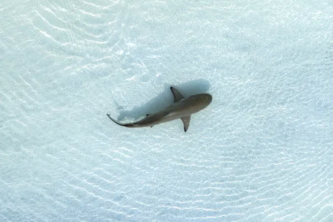 Aerial view of a shark freely swimming in open water.