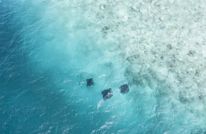 Aerial view of three Manta rays feeding in Hanifaru Bay, Biosphere Reserve, Maldives.