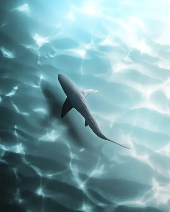 Aerial view of a shark freely swimming in open water.