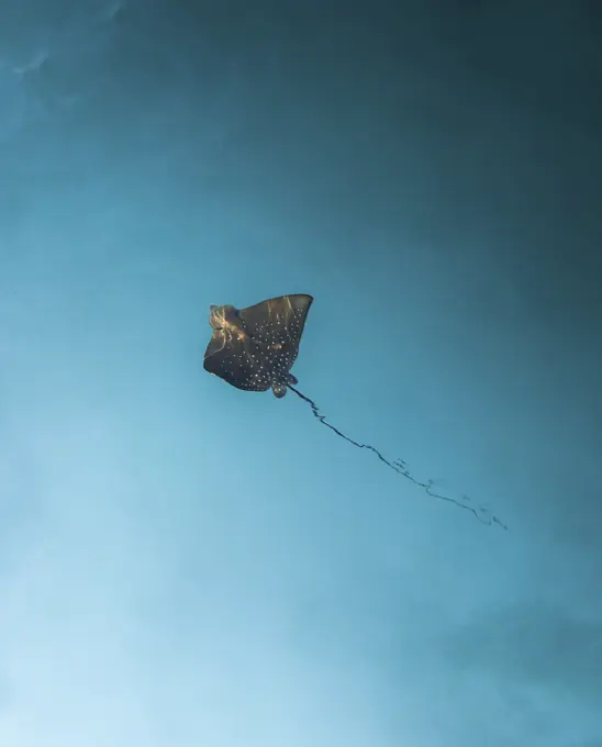 Aerial view of a Manta Ray in open water.