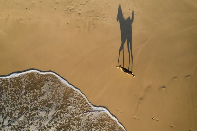 Aerial top down view of dog on the beach in Hiriketiya, Sri Lanka.