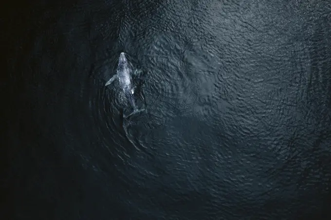 Aerial view of baby humpback whale in Pacific ocean near Baja California Sur, Mexico.