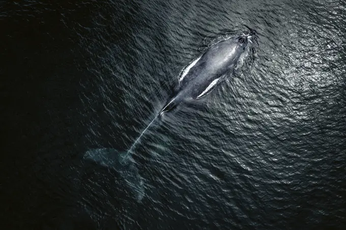 Aerial view of Gray Whale in Pacific ocean near Mexican shore, Baja California Sur, Mexico.