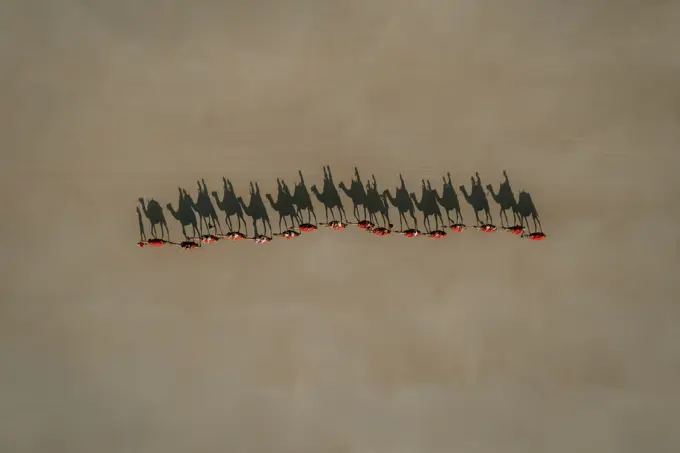 Aerial view of camels walking on a beach with people riding on their back that are casting shadows in the sand, Broome, Western Australia.