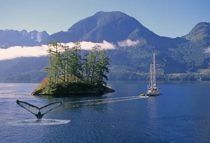 A sailboat navigates a narrow passage between islands in the Inside Passage as a humpback whale sounds at the entrance to Princess Louisa Inlet.