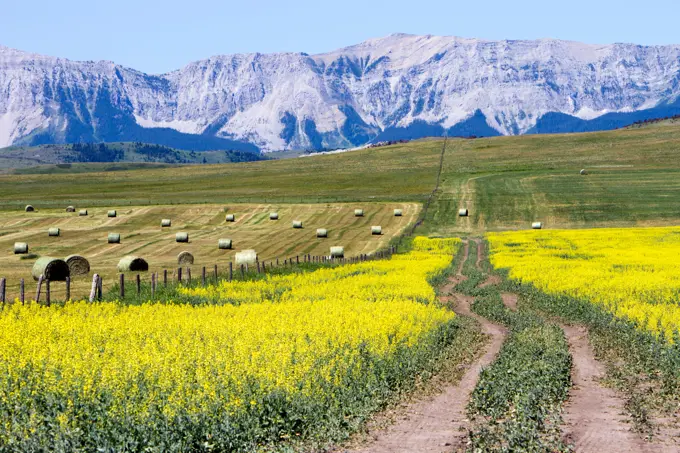 View of the Canadian Rockies and yellow canola field in bloom on the Cowboy Trail near Lundbreck, Alberta, Canada.