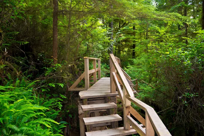 Stairway through the coastal temperate rainforest in the Pacific Rim National Park reserve near Tofino, British Columbia, Canada