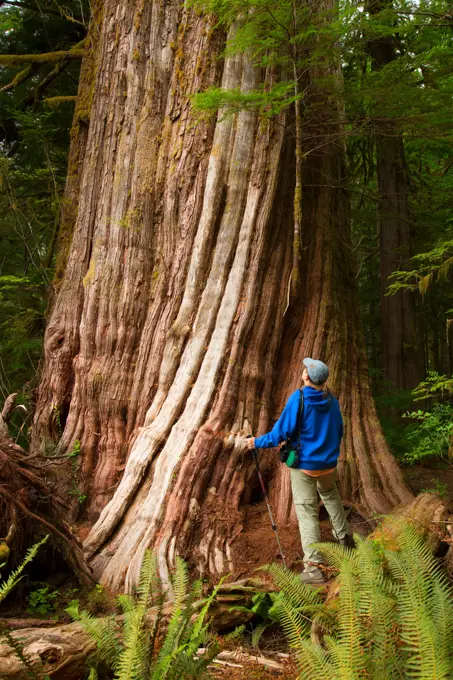 Giant western red cedar trunk along Canoe Creek Giant Cedar Trail, Alberni-Clayoquot Regional District, British Columbia, Canada