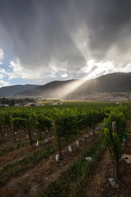 Oliver, Okanagan, British Columbia, Canada