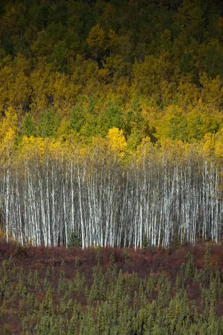 Autumn colours nr Pelly Crossing, Yukon Territories, Canada