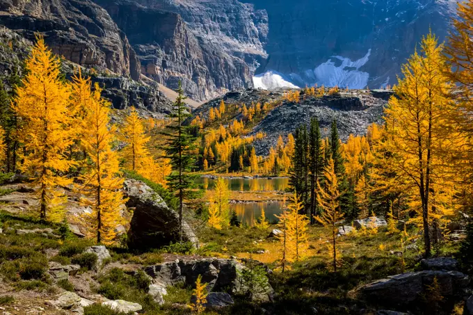 Golden Alpine Larch (Larix lyallii) display their fall color at Lake O'Hara in Yoho National Park, British Columbia Canada.