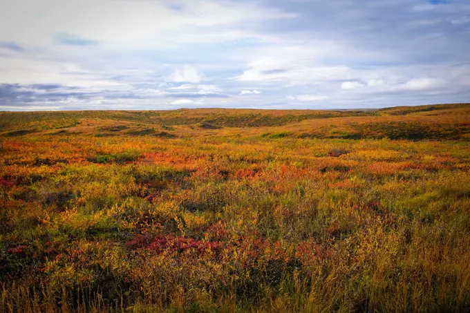 Autumn Colors of  the Arctic tundra south of Tuktoyaktuk, Northwest Territory,Canada