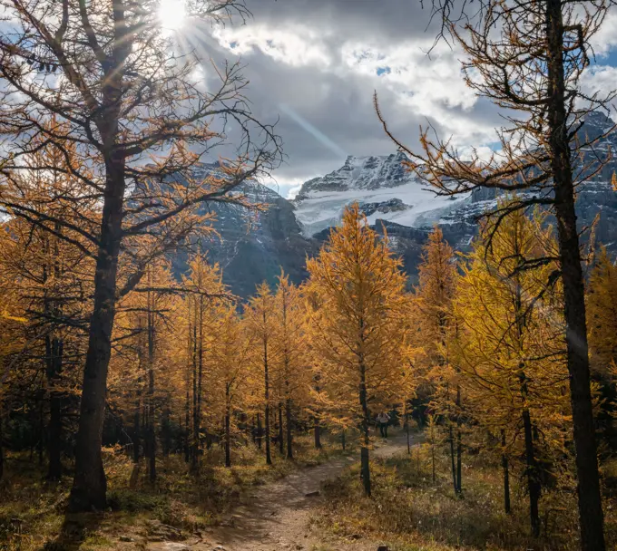 Golden larches in Banff national park with rocky mountains landscape