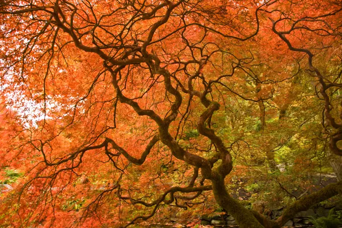 CANADA, British Columbia, Victoria. Autumn colors at Butchart Gardens' Japanese Garden.