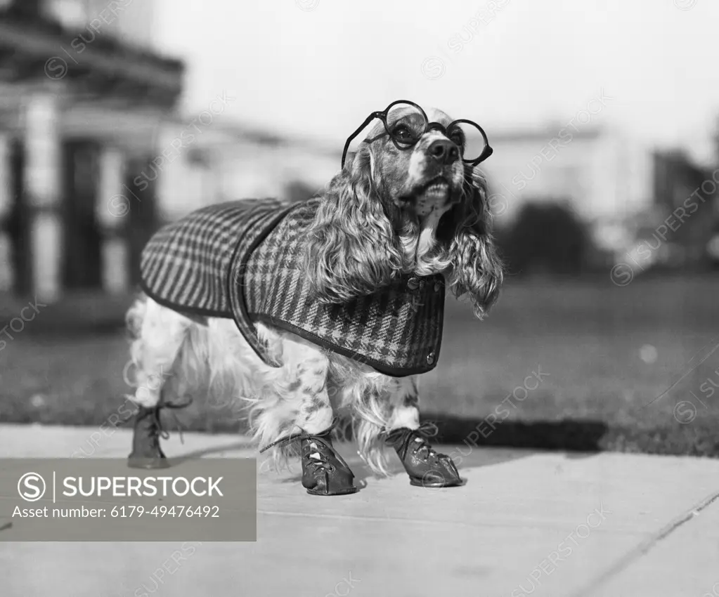 Cocker 2025 spaniel shoes