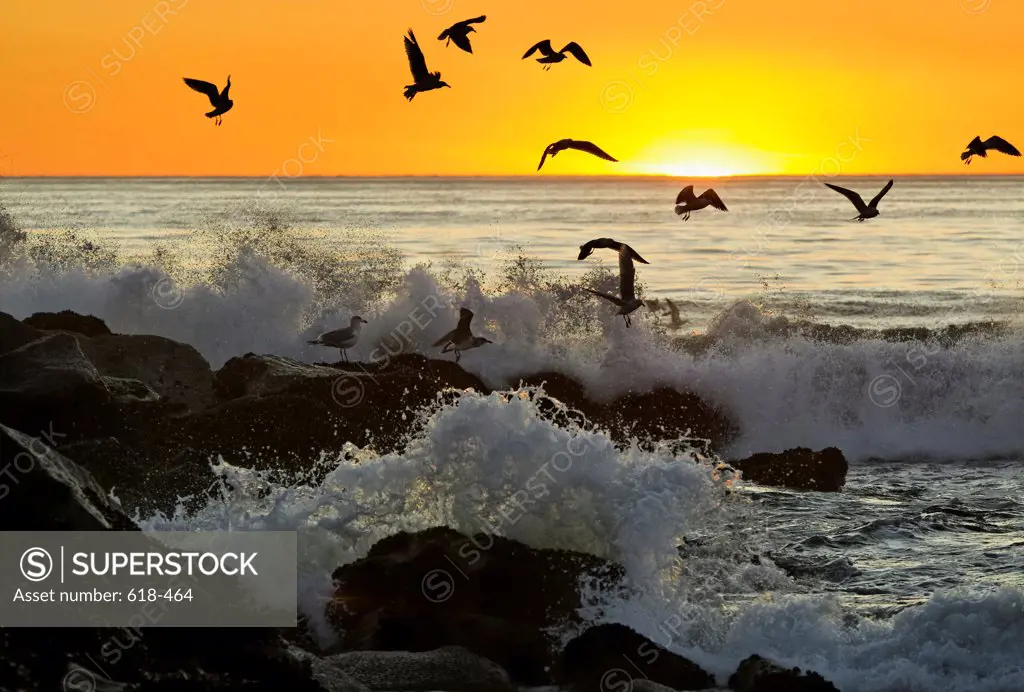 USA, California, Los Angeles, Westchester, Swells from Pacific crashing on rocks along Dockweiler Beach at sunset, seagulls trying to avoid getting hit by explosive bursts of water