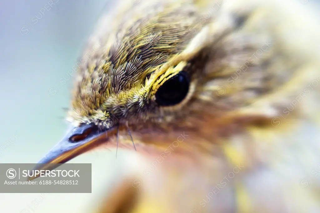 Macro portraits of lesser whitethroat Closer to nature and human. Macro images of well-known birds in a dreamy style. Chiff-chaff. Soft focus Copyright: xZoonar.com/MaximilianxBuzunx 19927976