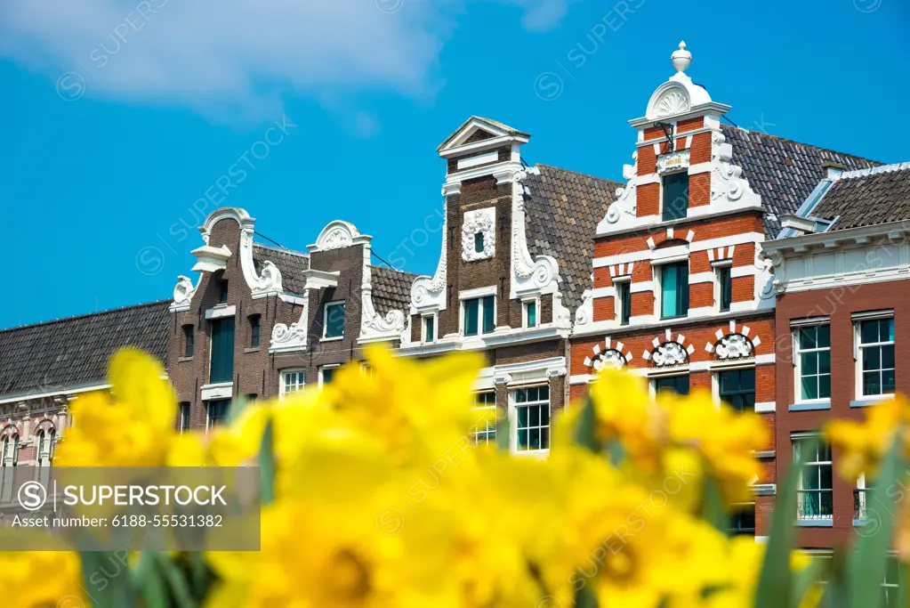 Dutch houses with yellow tulip flowers, Amsterdam, Netherlands. Dutch houses with yellow tulip flowers, Amsterdam, Netherlands Copyright: xZoonar.com/YurixDmitrienkox 11590334