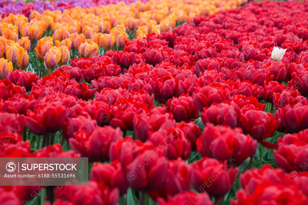 Blooming red flowers in park. Netherlands, Europe Beautiful blooming red flowers in park. Netherlands Copyright: xZoonar.com/YurixDmitrienkox 12013721