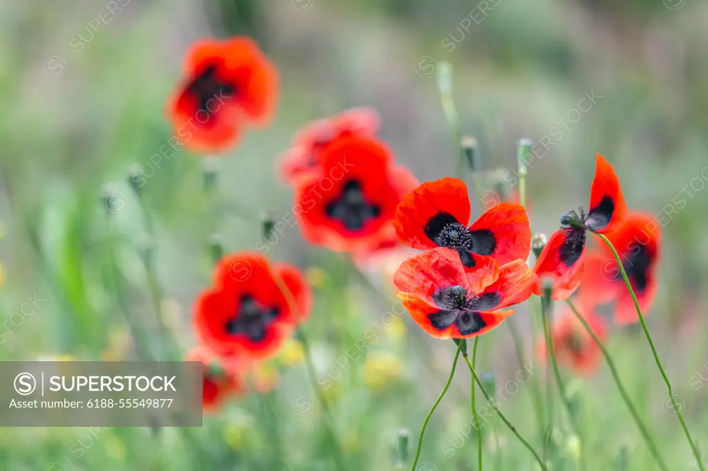 Red poppies field, remembrance day symbol Red poppies field, remembrance day symbol. High quality photo. Copyright: xZoonar.com/ViktoryiaxVinnikavax 18792618