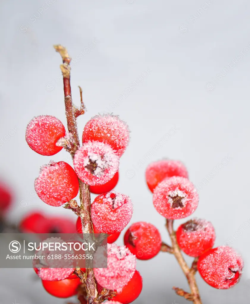 Beeren im Winter Zwergmispel Beeren im Winter Zwergmispel Copyright: xZoonar.com/RobertxBiedermannx 4016060