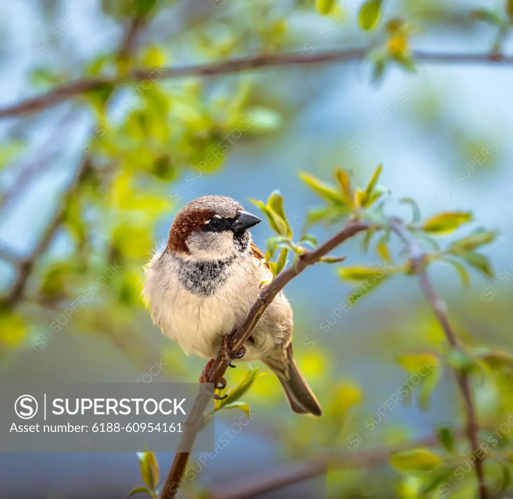 House sparrow bird sitting on a tree Closeup of a male house sparrow bird sitting on a tree Copyright: xZoonar.com/manfredxyx 21806017