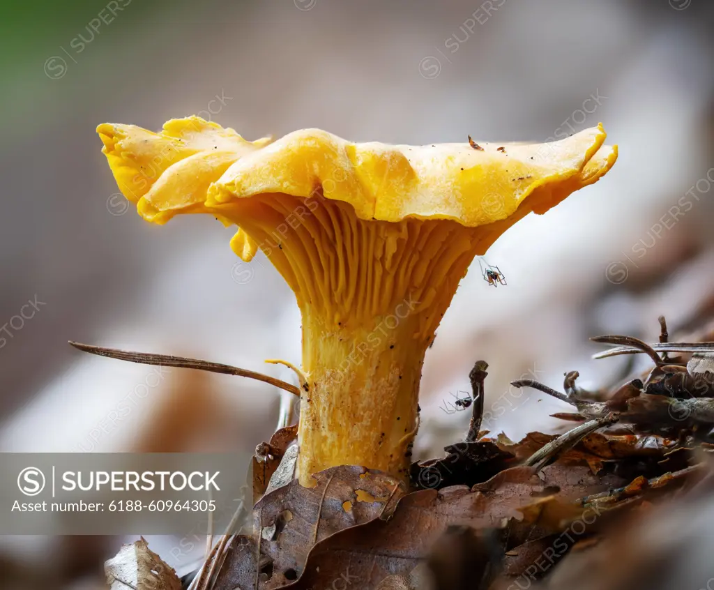 Detailaufnahme eines gelben Pfifferlings zwischen Kiefernnadeln auf dem Waldboden Detailaufnahme eines gelben Pfifferlings zwischen Kiefernnadeln auf dem Waldboden Copyright: xZoonar.com/HJxJandax 21825605