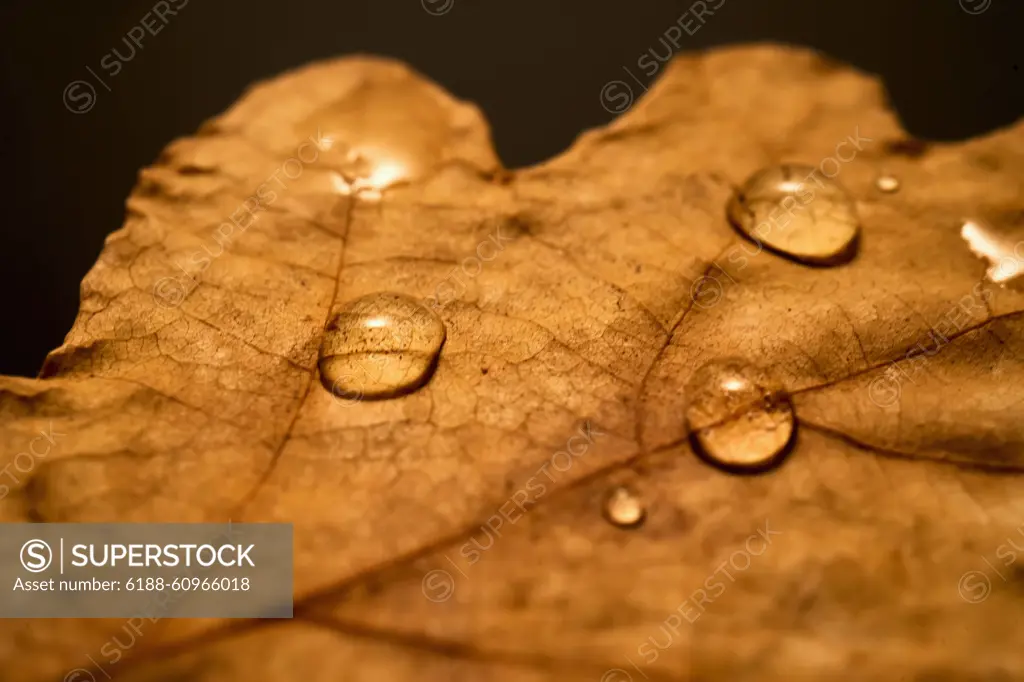 Cozy autumn background of yellow leave with raindrops. Cozy autumn background of yellow leave with raindrops. High quality photo. Copyright: xZoonar.com/borisovaxmarevgennax 21876831