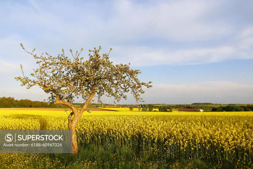 A meadow orchard in Hohenlohe, Baden-Württemberg, Germany, Europe Apple Trees at the Edge of a Rapeseed field an a meadow orchard in Hohenlohe, Baden-Württemberg, Germany, Europe Copyright: xZoonar.com/MarcxSchmerbeckx 21898262